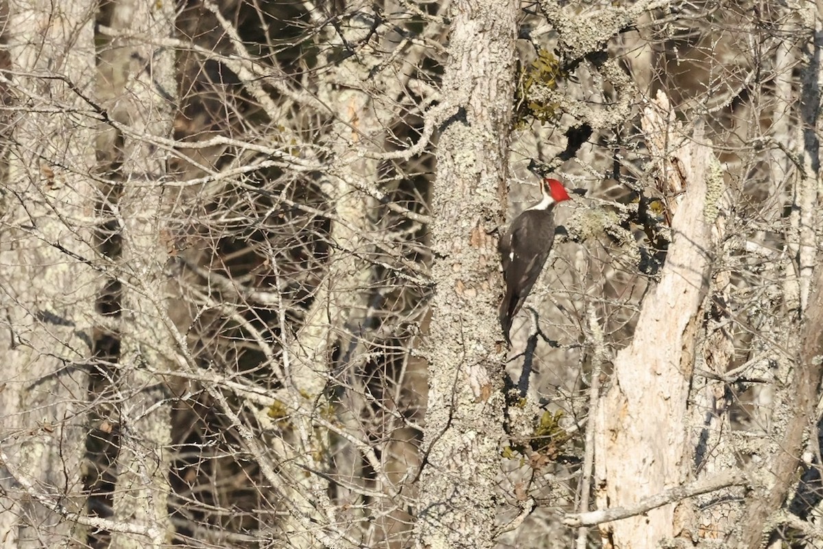 Pileated Woodpecker - ML532705781