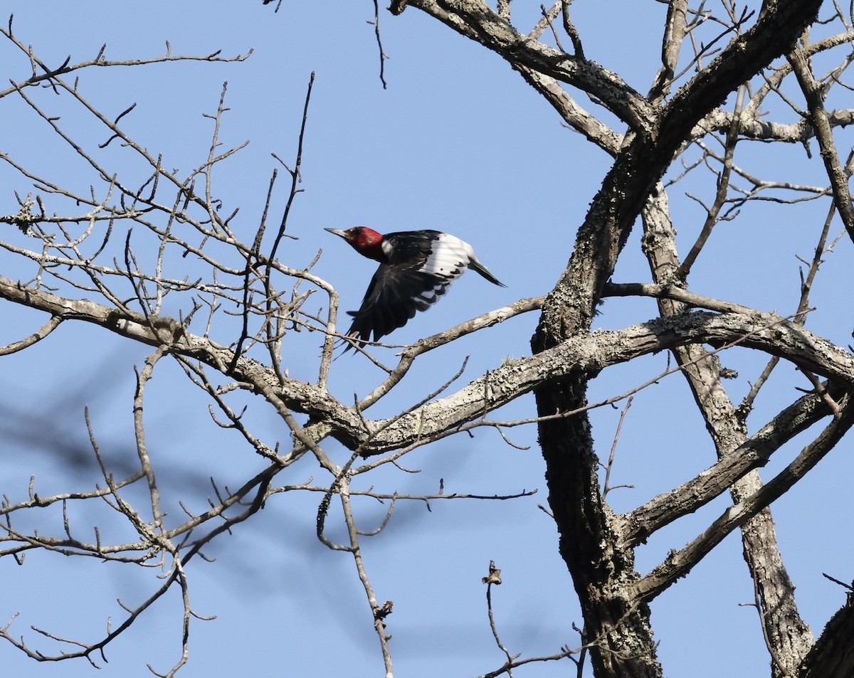 Red-headed Woodpecker - ML532706051