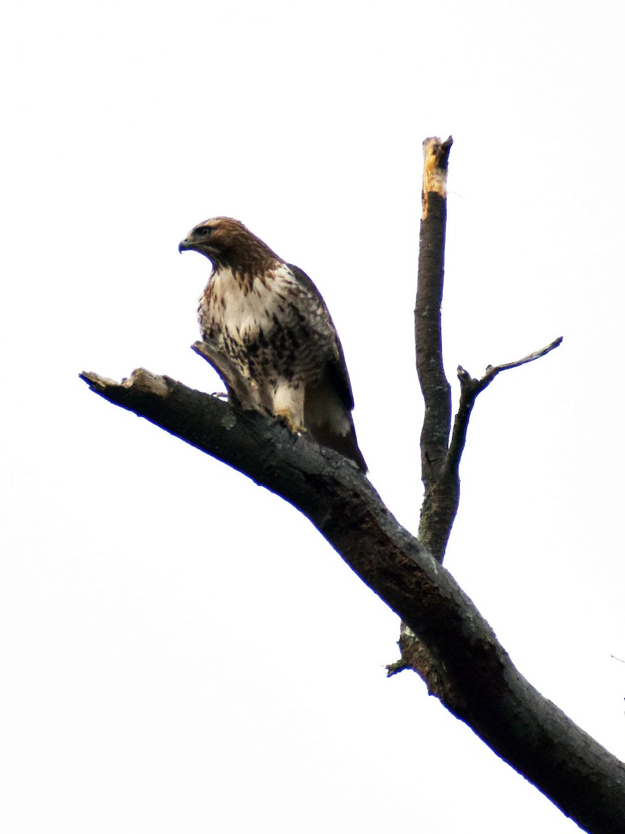 Red-tailed Hawk - ML532706631