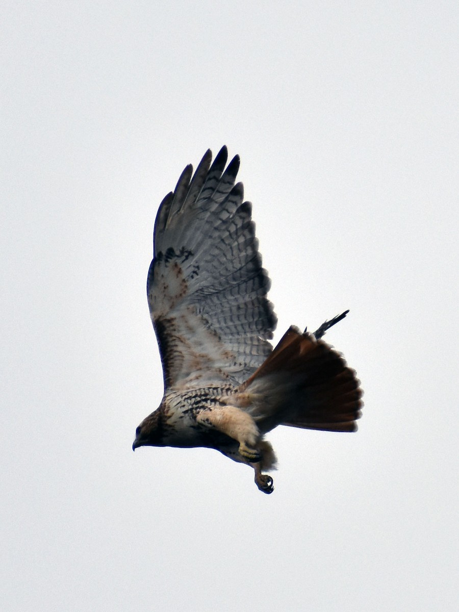 Red-tailed Hawk - ML532706641