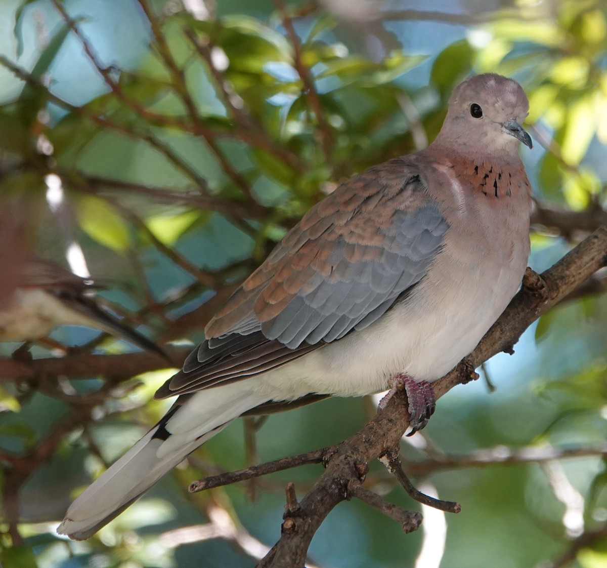 Laughing Dove - ML532706761