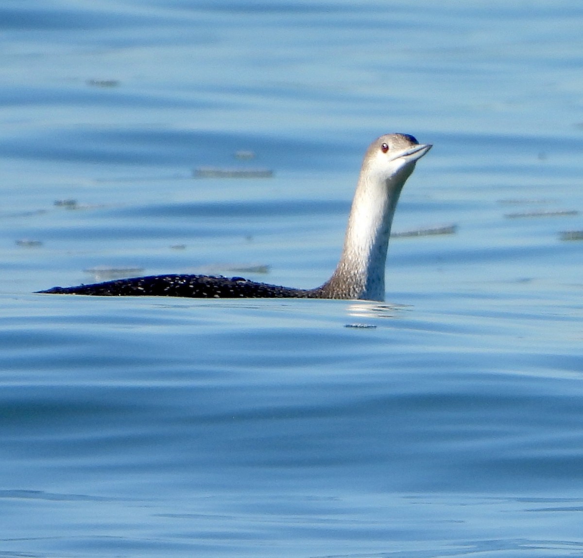 Red-throated Loon - ML532712001