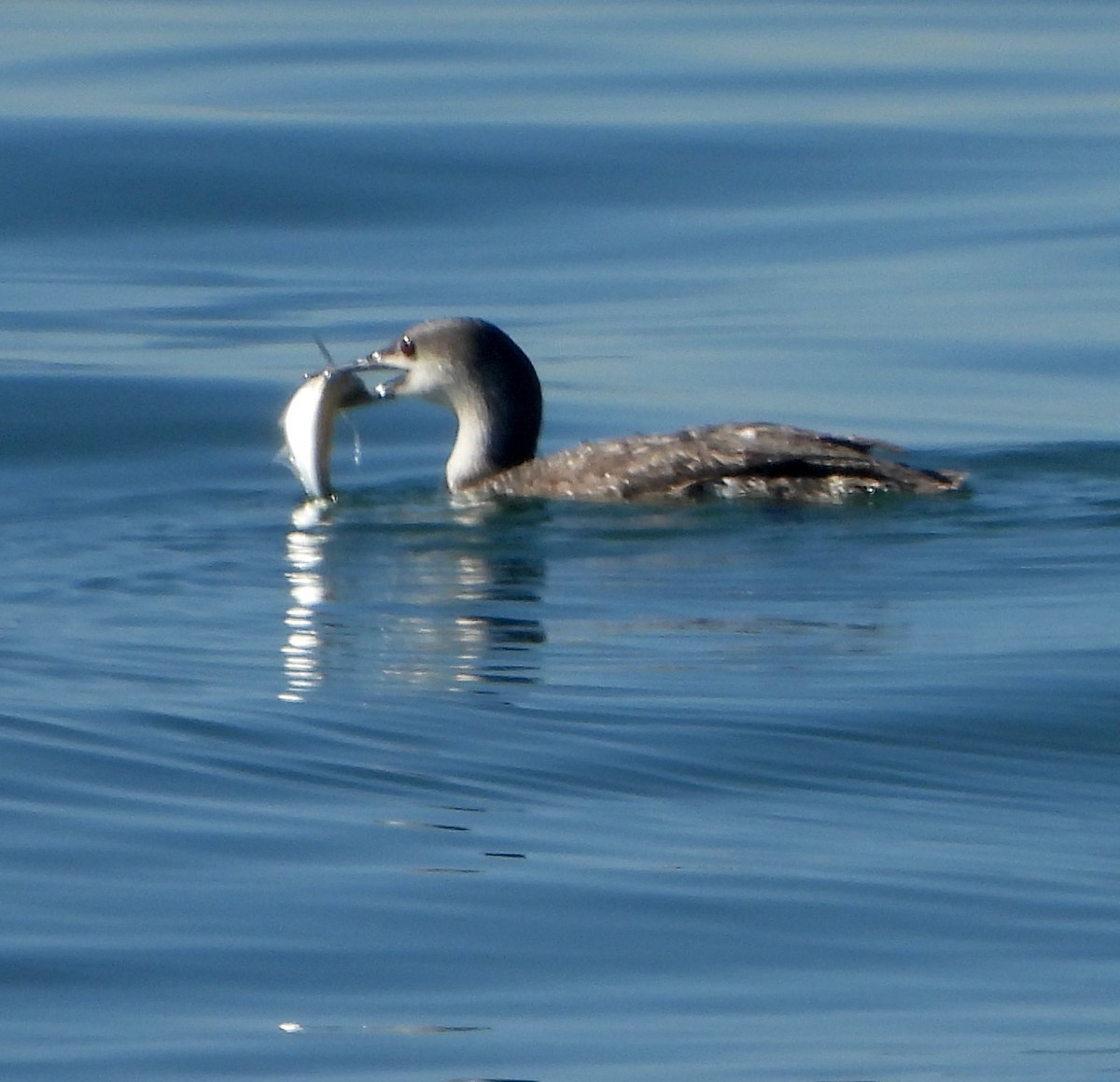 Red-throated Loon - ML532712021