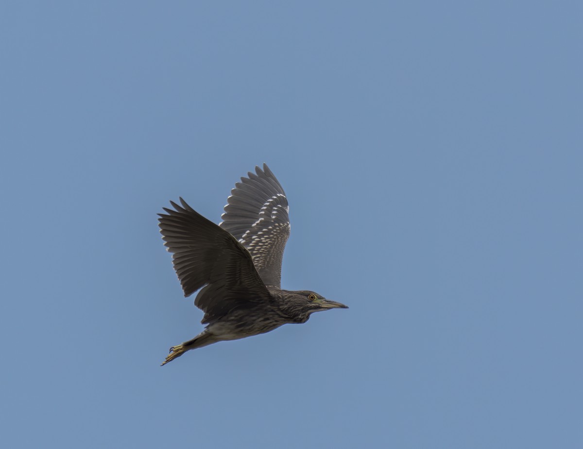Black-crowned Night Heron - ML532713681