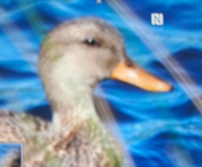 duck sp. - ML532714011