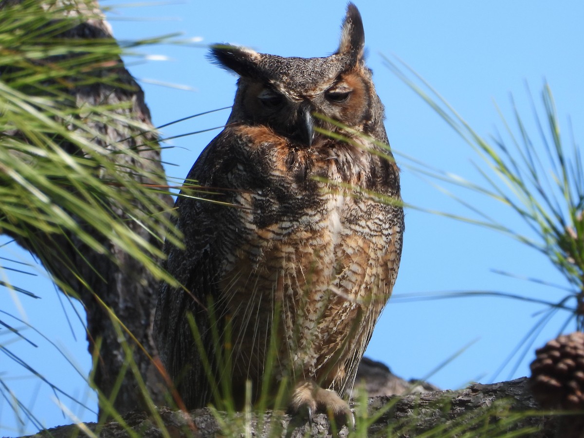 Great Horned Owl - ML532714041