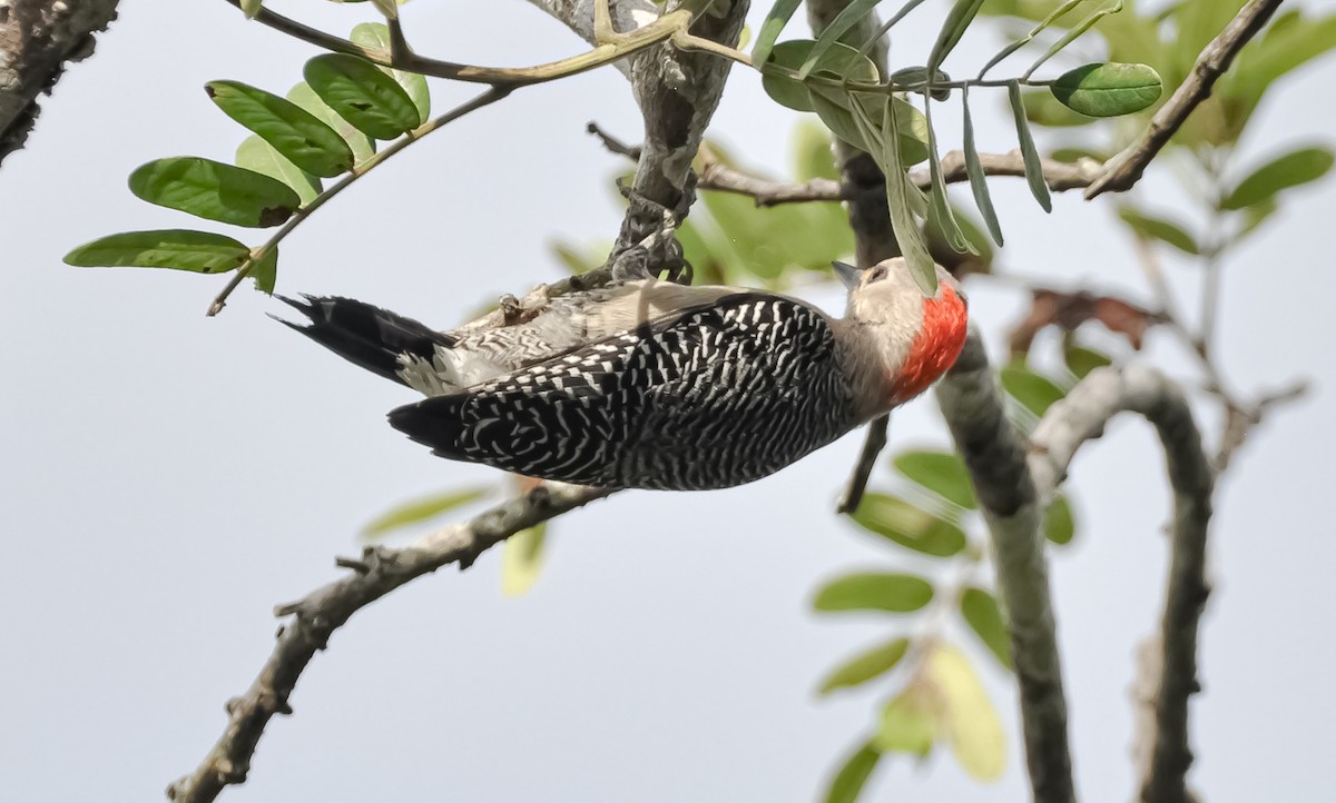 Golden-fronted Woodpecker - ML532714151