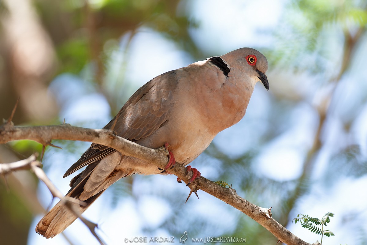 Mourning Collared-Dove - ML532714271