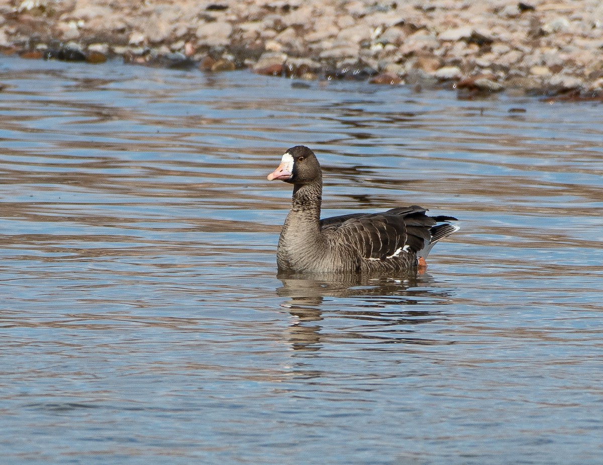Greater White-fronted Goose - ML532724271