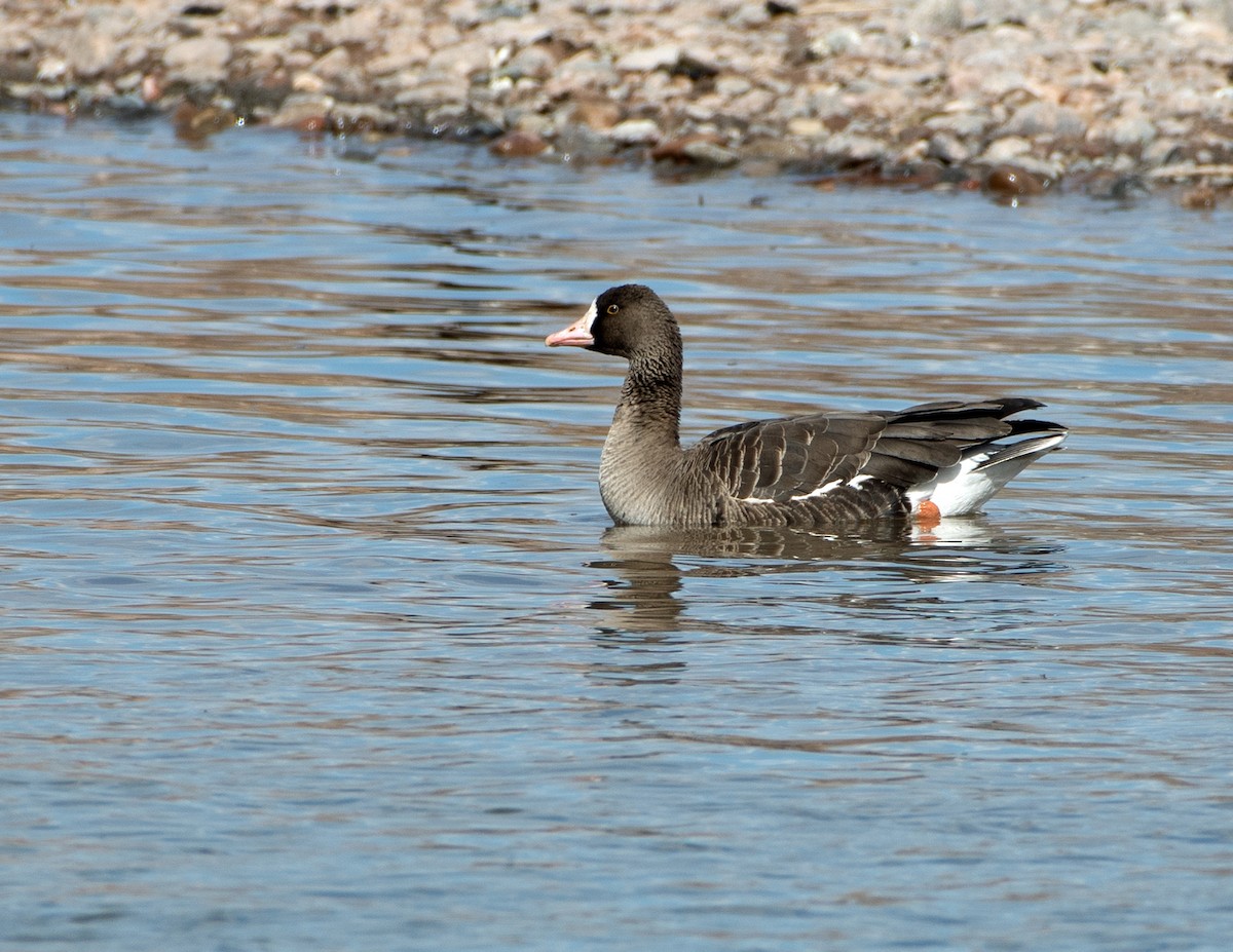 Greater White-fronted Goose - Nate Gowan