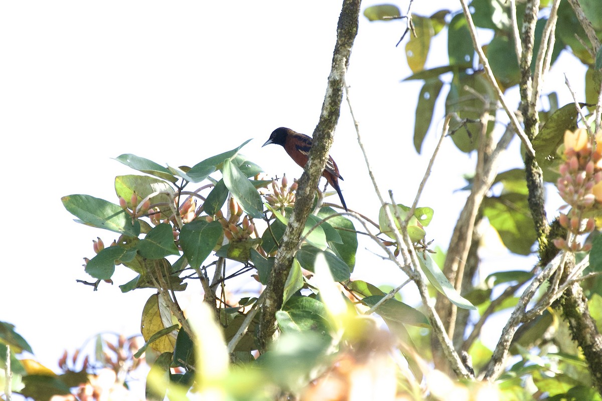 Orchard Oriole - ML532726681