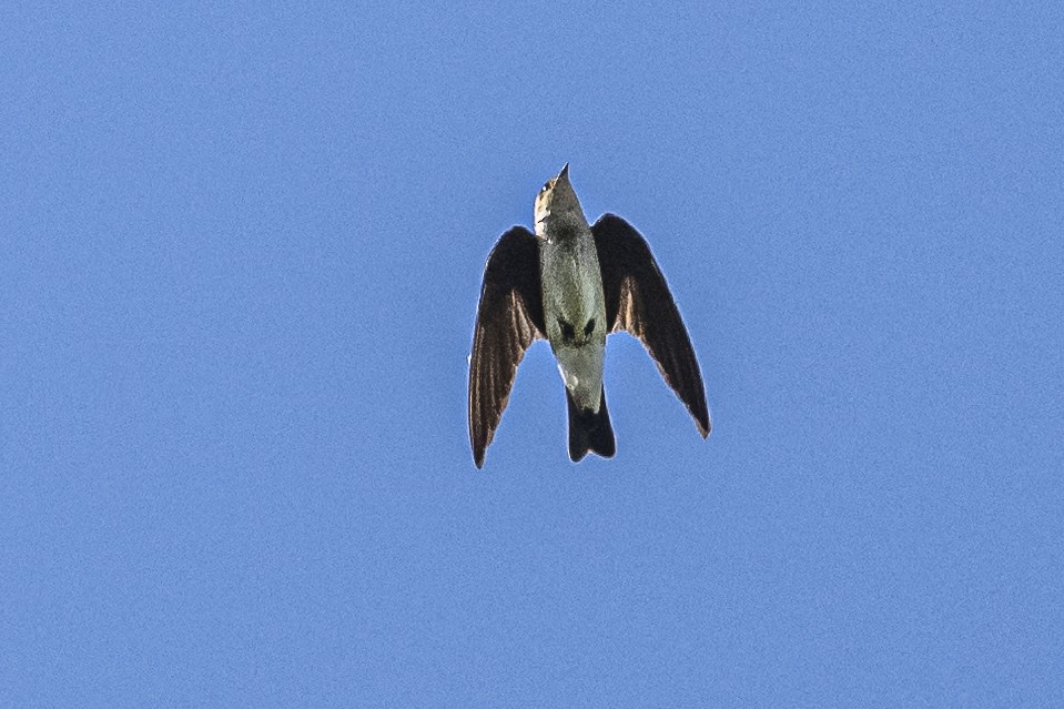 Southern Rough-winged Swallow - ML532727091