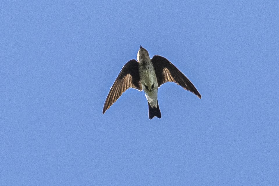 Southern Rough-winged Swallow - ML532727101