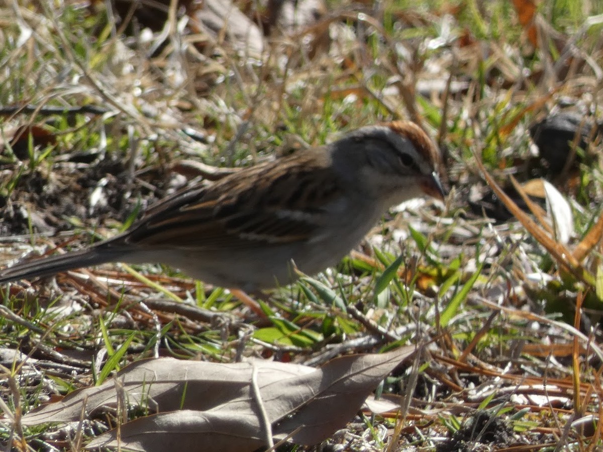 Chipping Sparrow - ML532727121