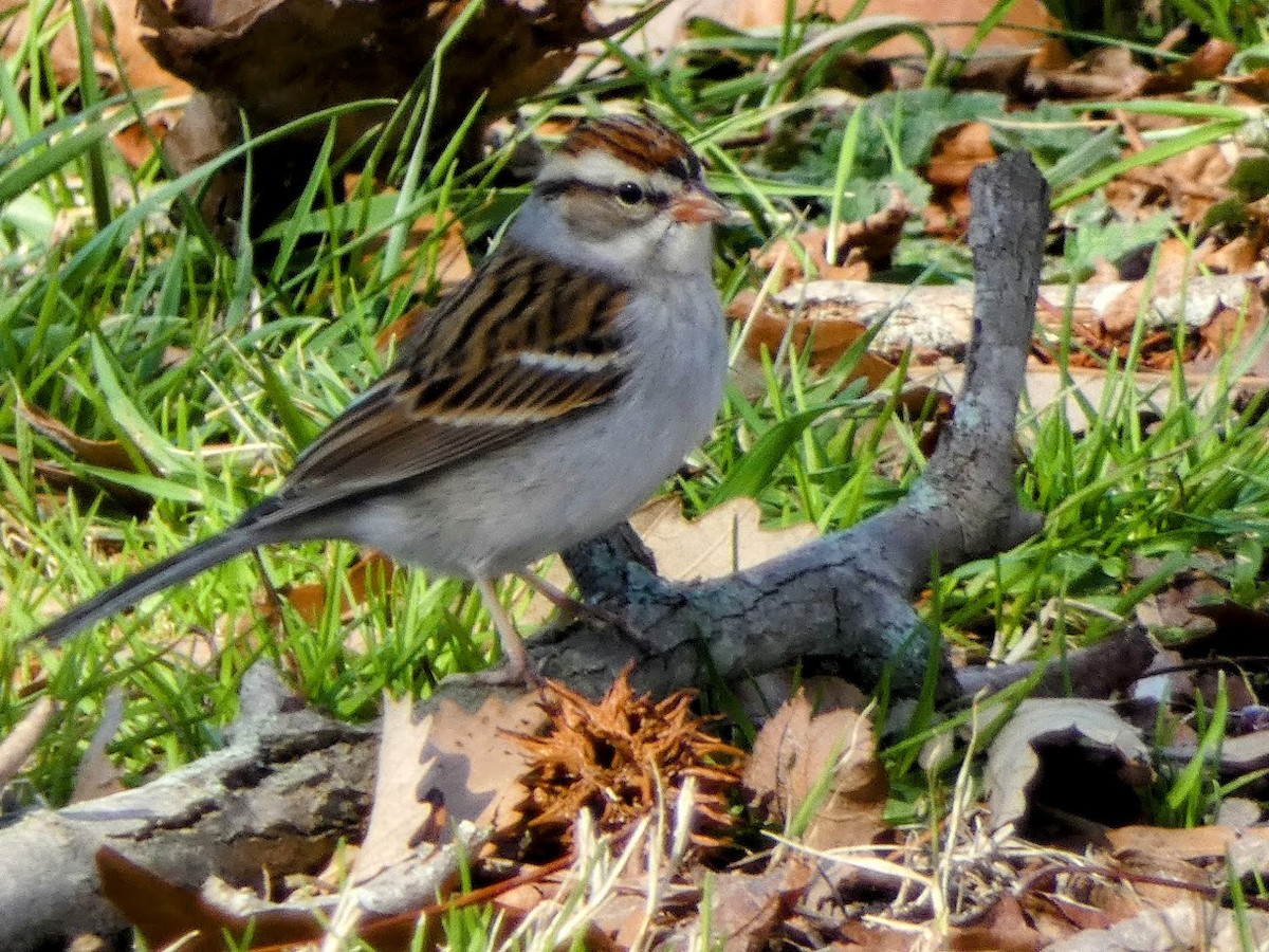 Chipping Sparrow - ML532727131