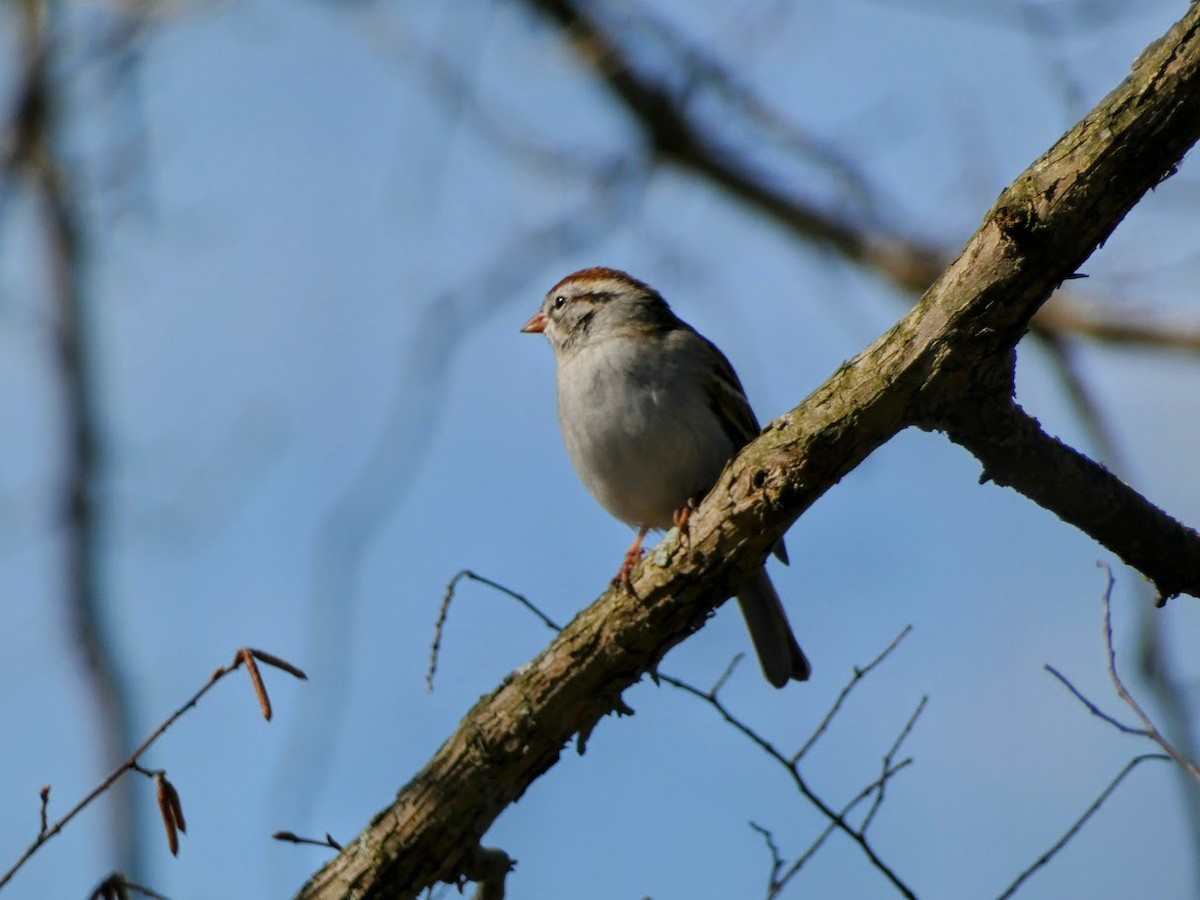 Chipping Sparrow - ML532727141