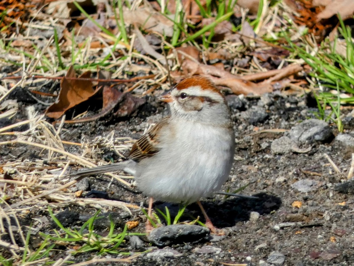 Chipping Sparrow - ML532727151