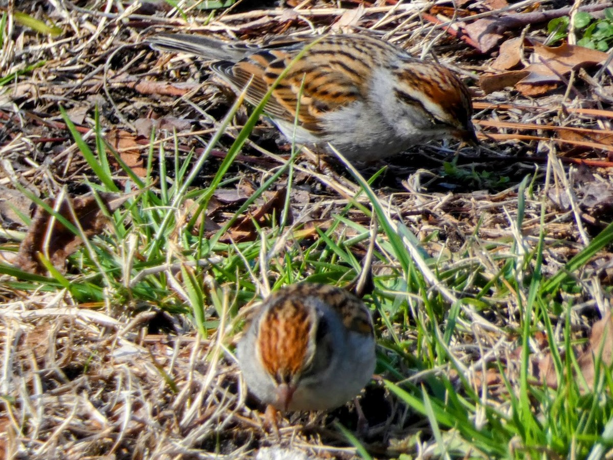 Chipping Sparrow - ML532727171