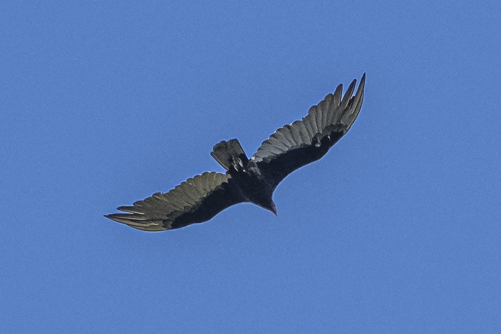 Turkey Vulture - ML532727271