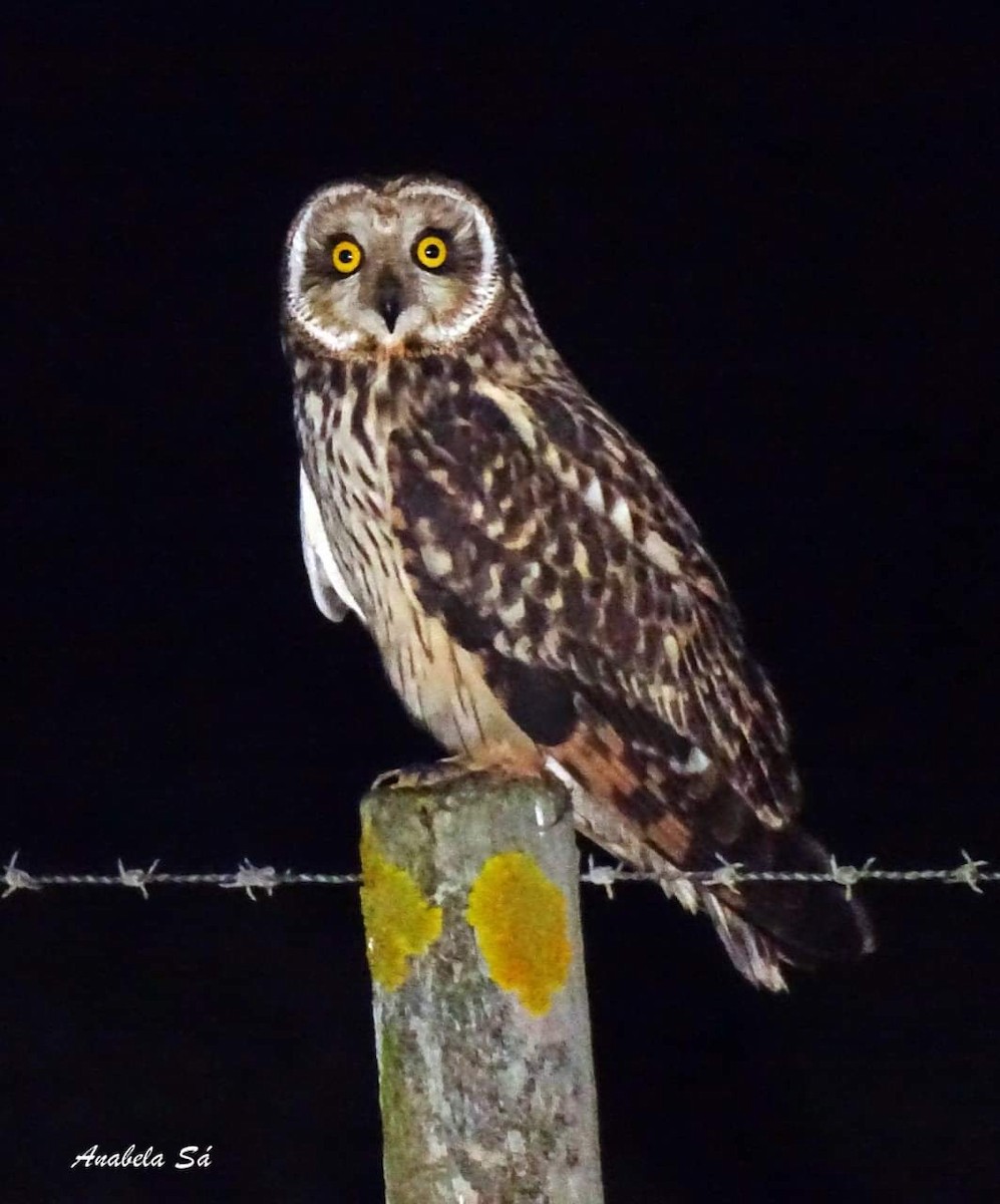 Short-eared Owl - ML532736311
