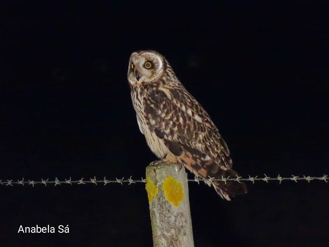 Short-eared Owl - Anabela Sá