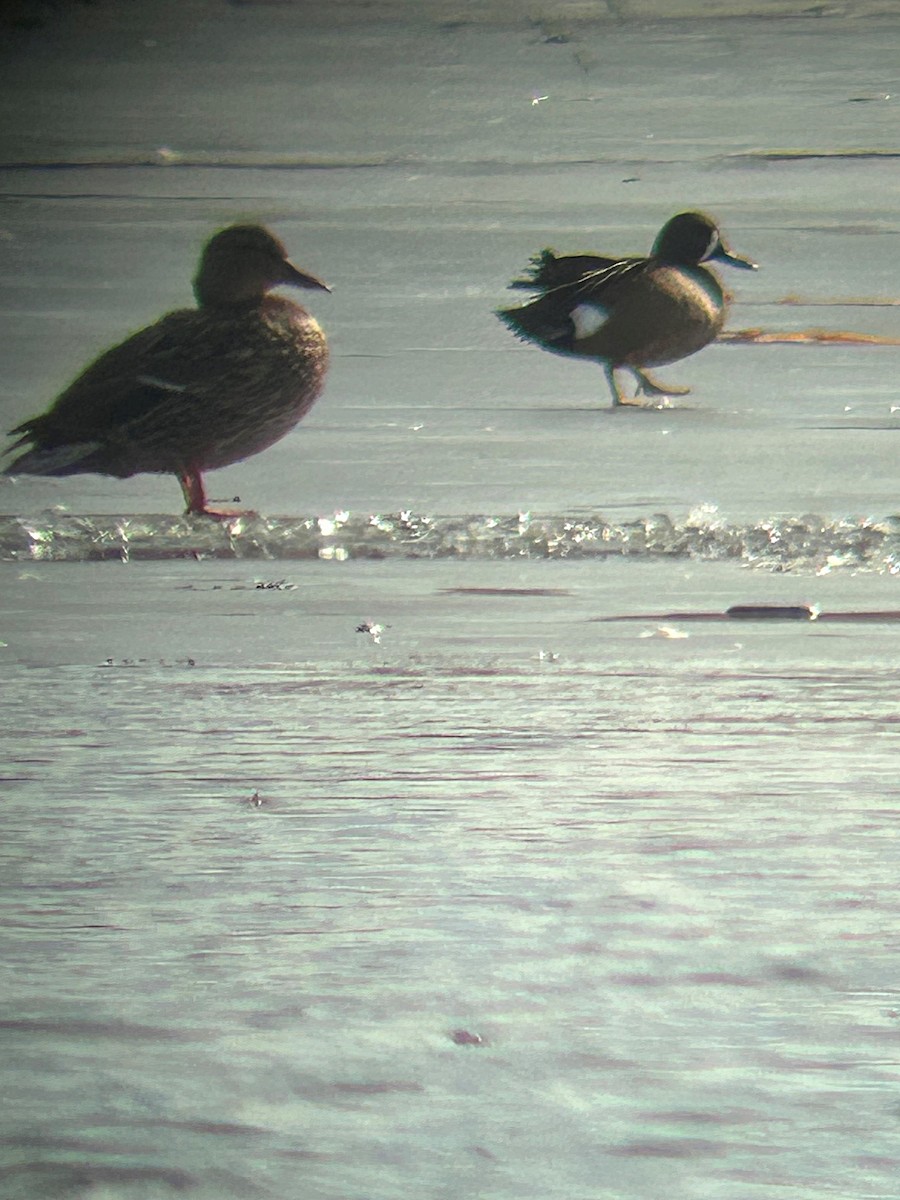 eBird Checklist 7 Feb 2023 Celery Bog Nature Area 27 species