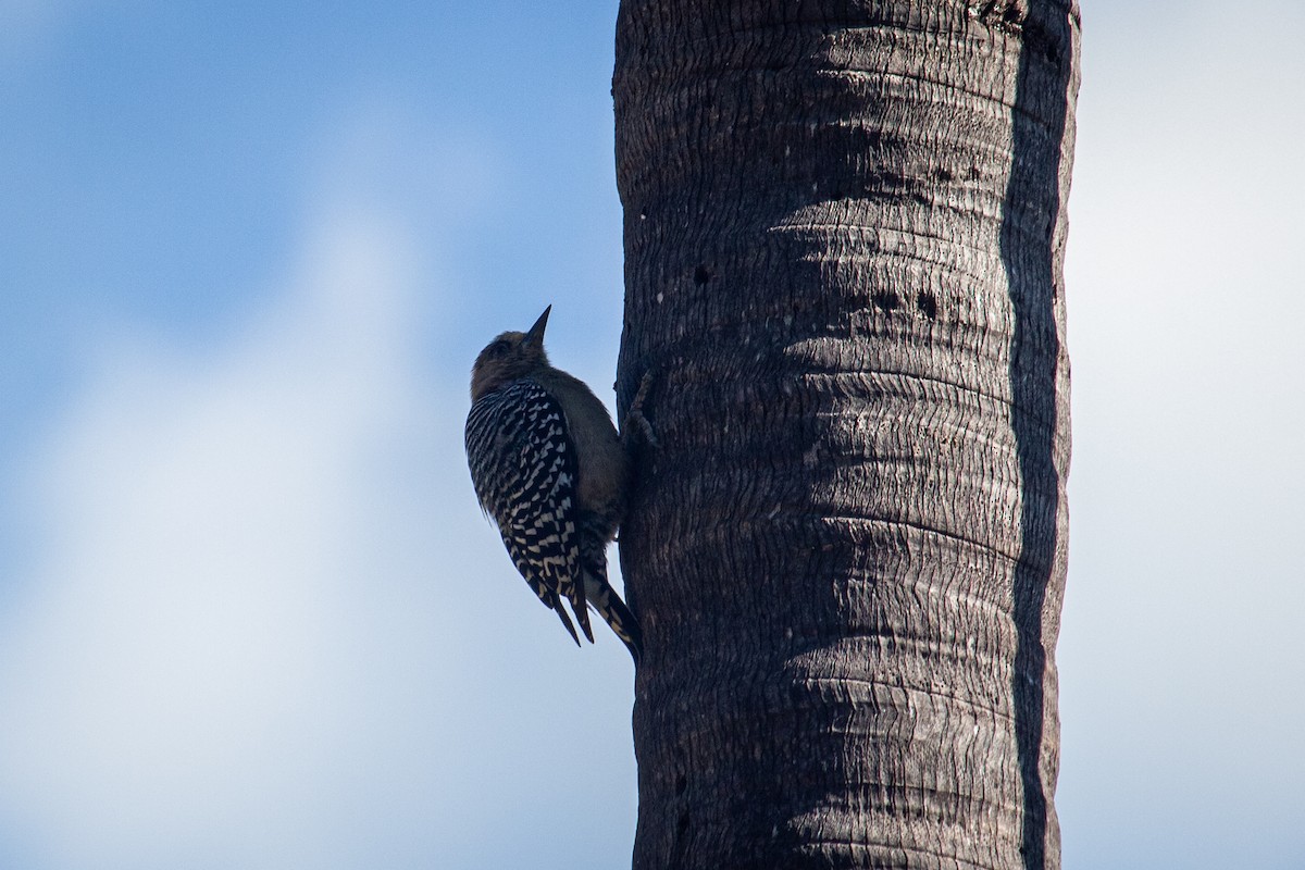 Red-crowned Woodpecker - ML532739171