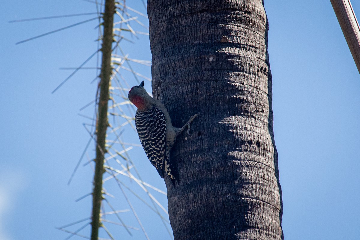 Red-crowned Woodpecker - ML532739191
