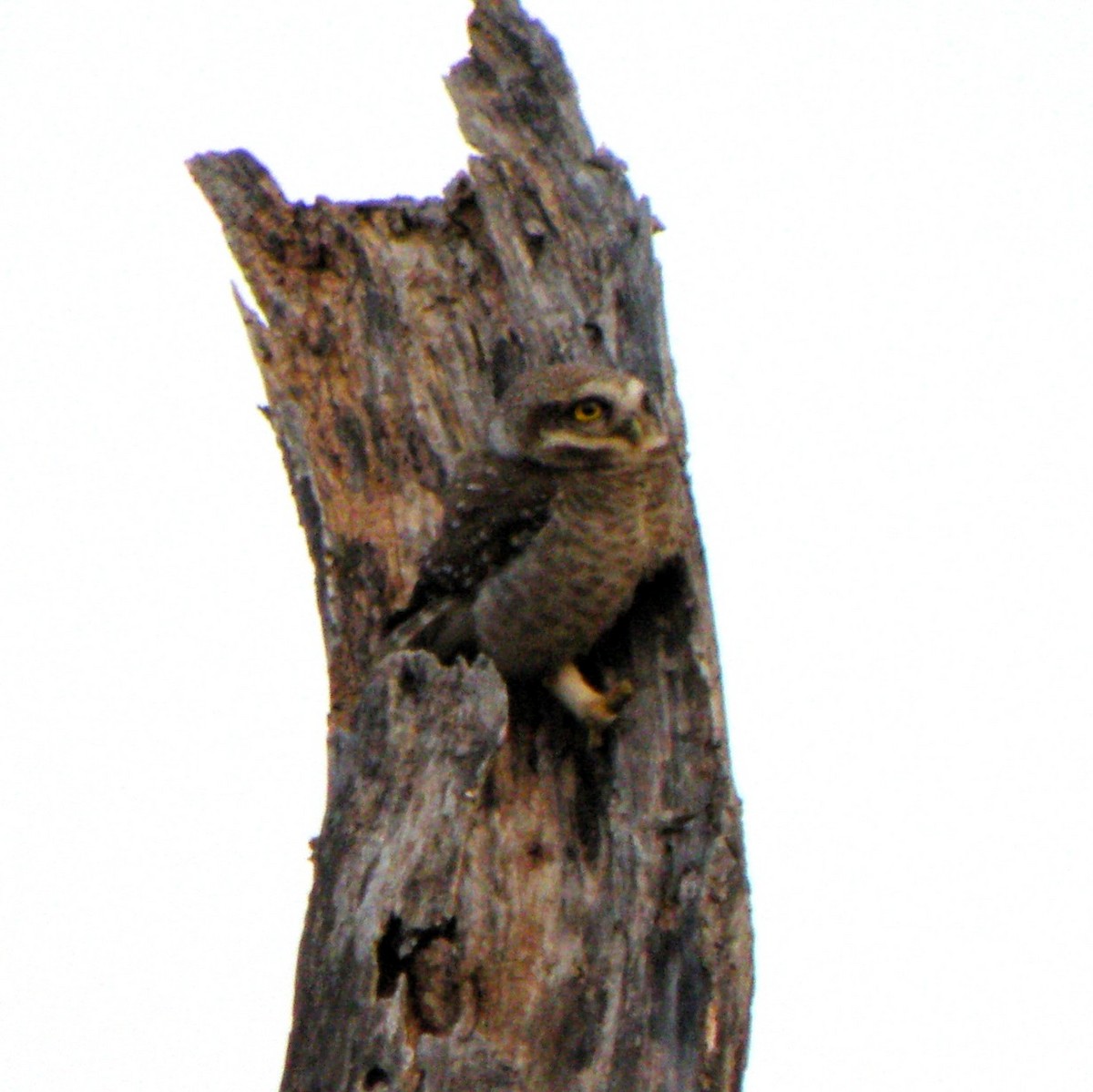 Spotted Owlet - ML53274031