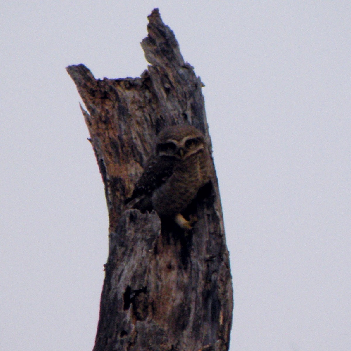 Spotted Owlet - ML53274051
