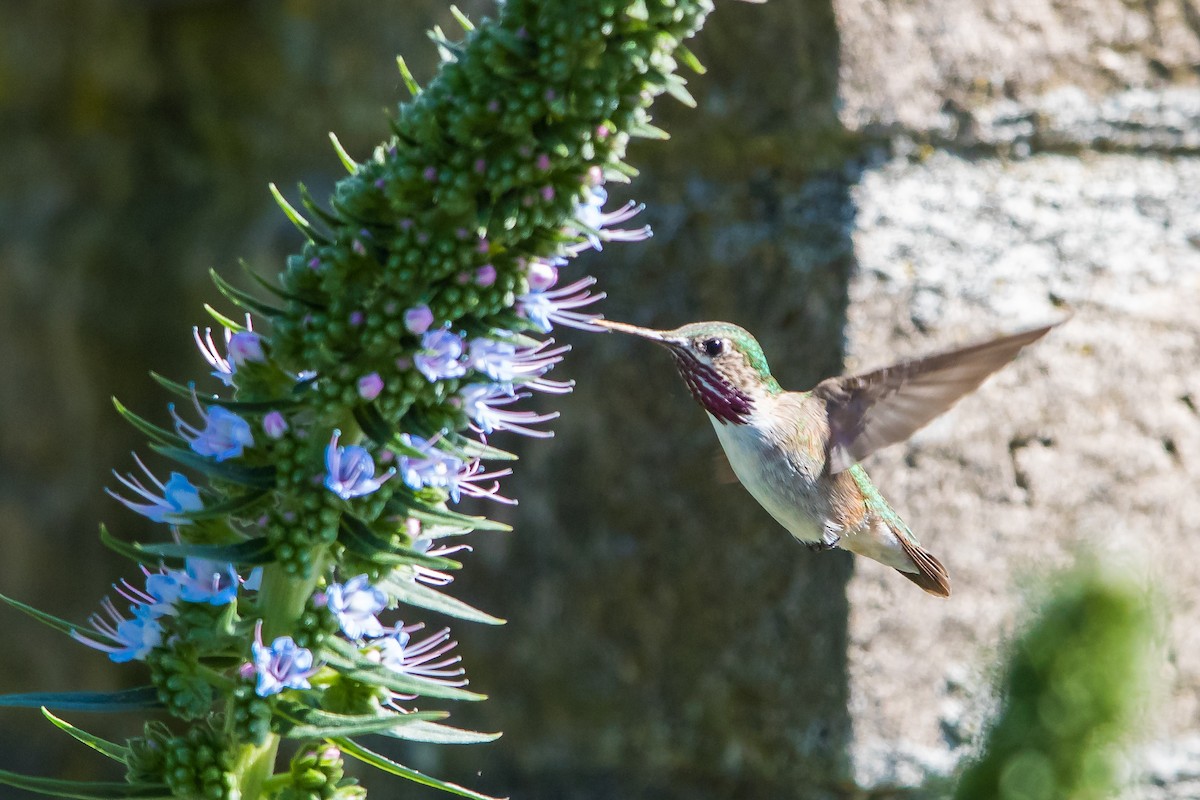 Calliope Hummingbird - ML53274281