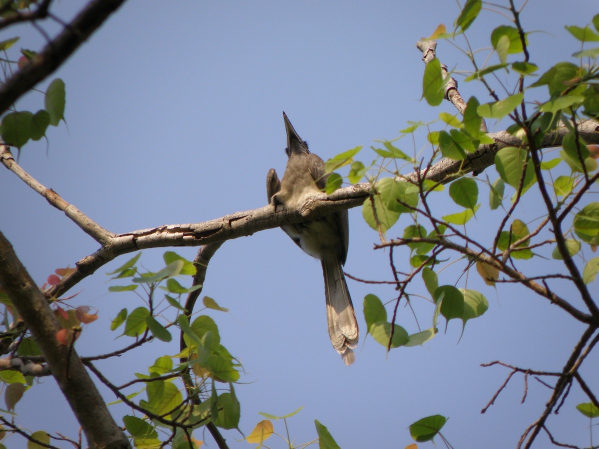 Indian Gray Hornbill - Brihadeesh S