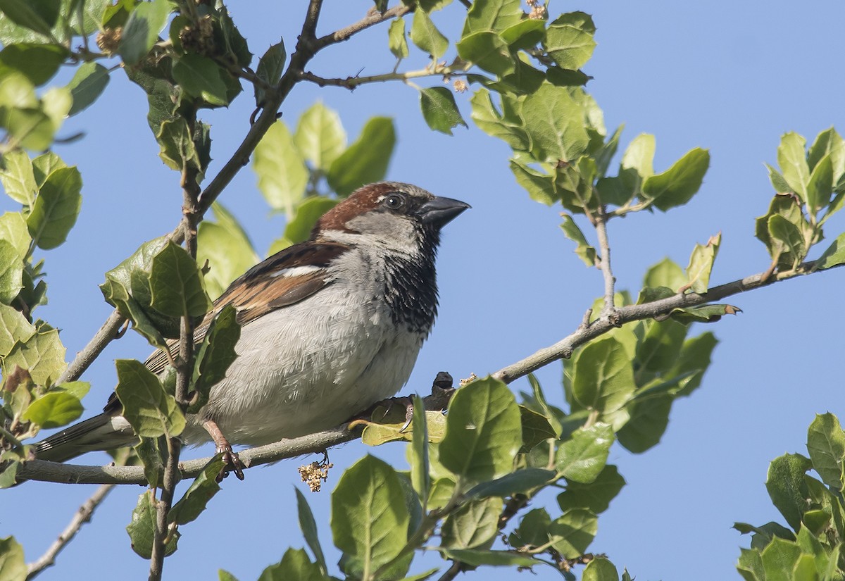 House Sparrow - Jerry Ting
