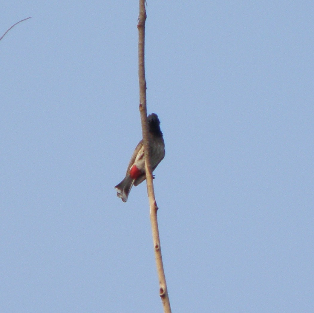 Red-vented Bulbul - ML53275301