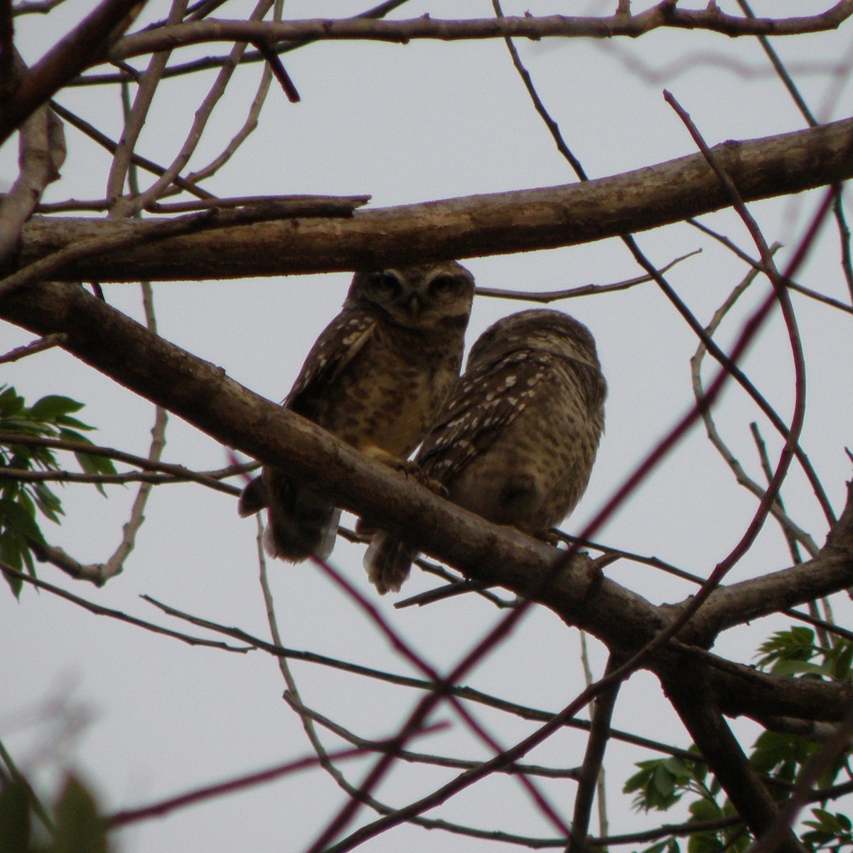 Spotted Owlet - ML53275571