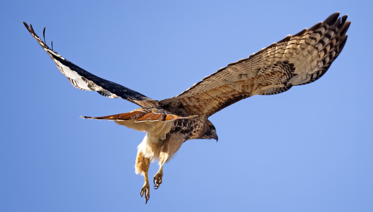 Red-tailed Hawk (abieticola) - ML532757861
