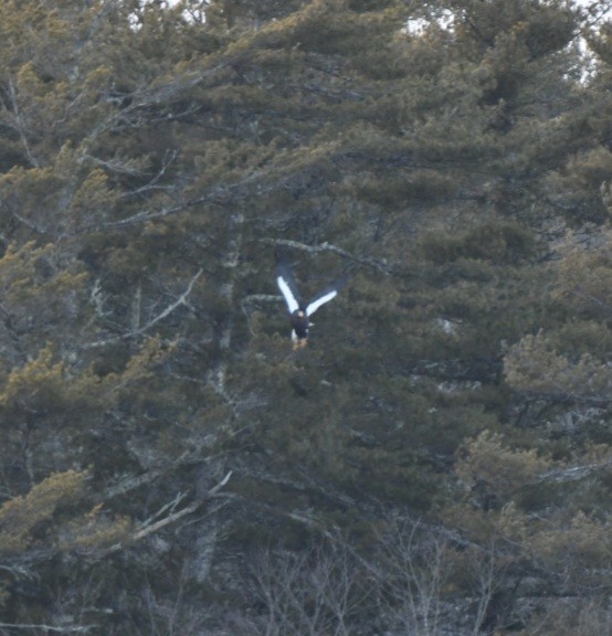 Maine Bird Atlas Checklist 7 Feb 2023 Flying Point Preserve