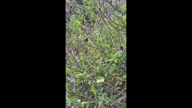 Emerald-chinned Hummingbird - ML532761791