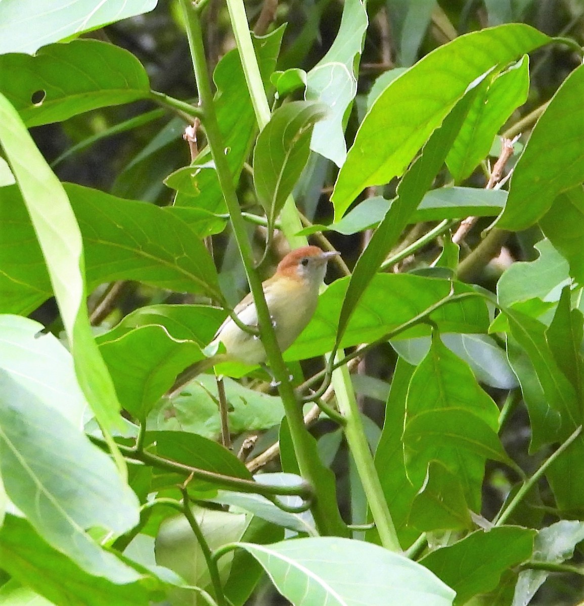 Rufous-naped Greenlet - ML532765181