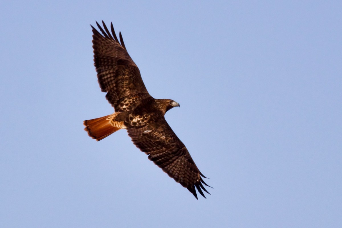 Red-tailed Hawk (abieticola) - ML532766411