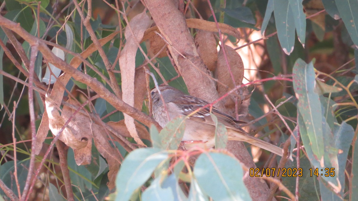 White-crowned Sparrow - ML532768221