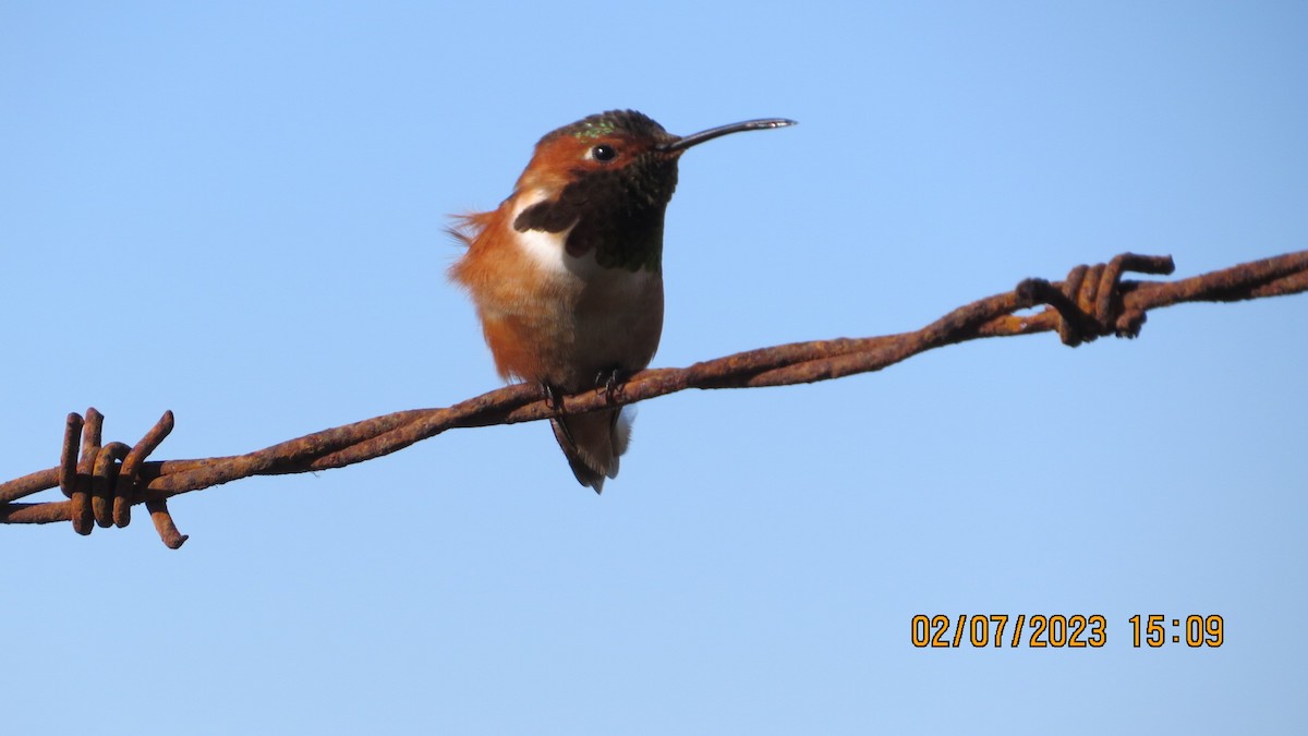 Anna's Hummingbird - ML532768341