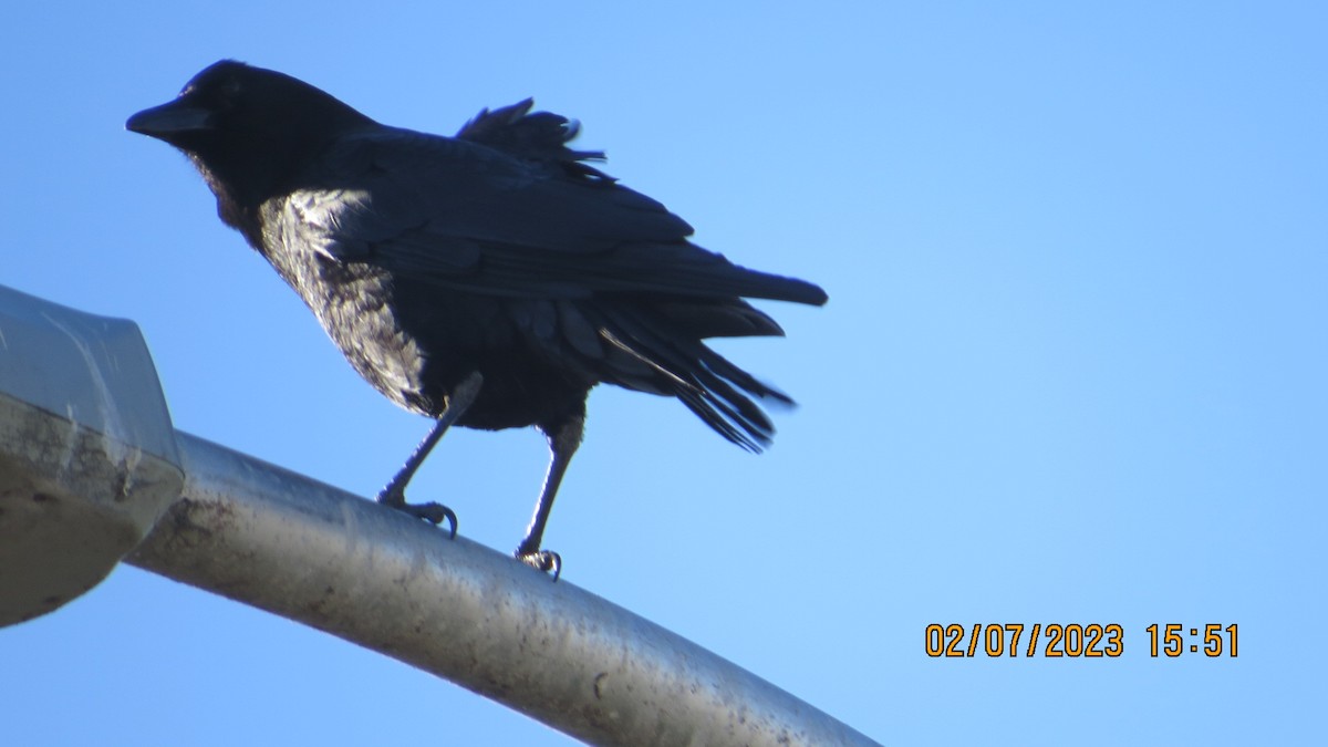 American Crow - ML532769211