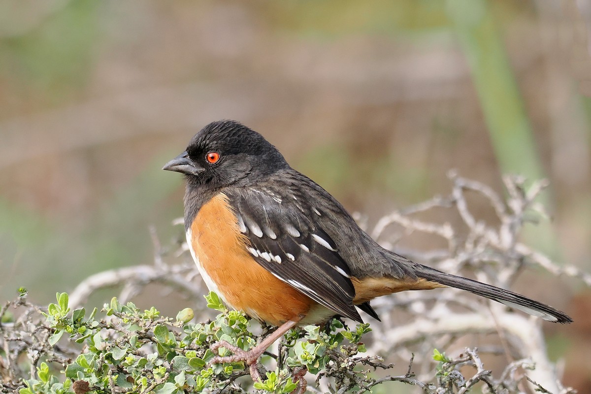 Spotted Towhee - ML532770761