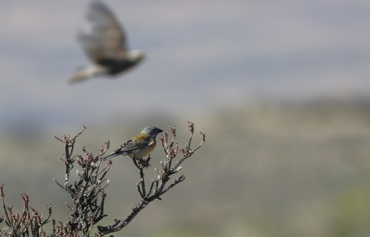 Gray-hooded Sierra Finch - ML532772881