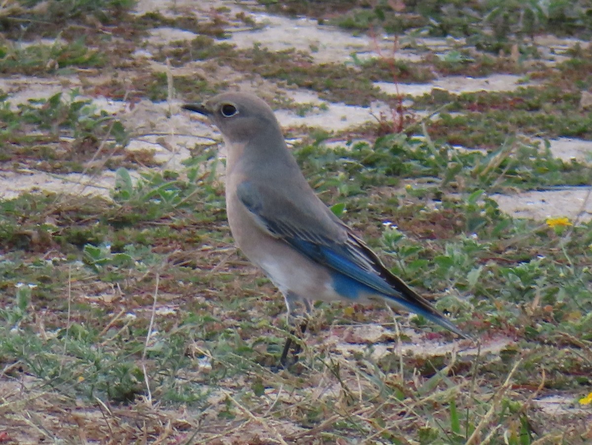 Mountain Bluebird - ML532773381