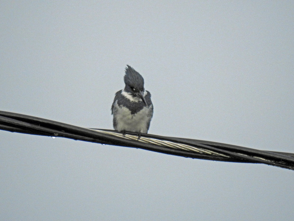 Belted Kingfisher - ML532773611