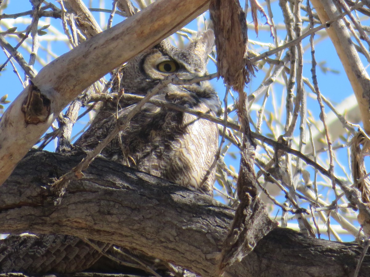 Great Horned Owl - ML532773791