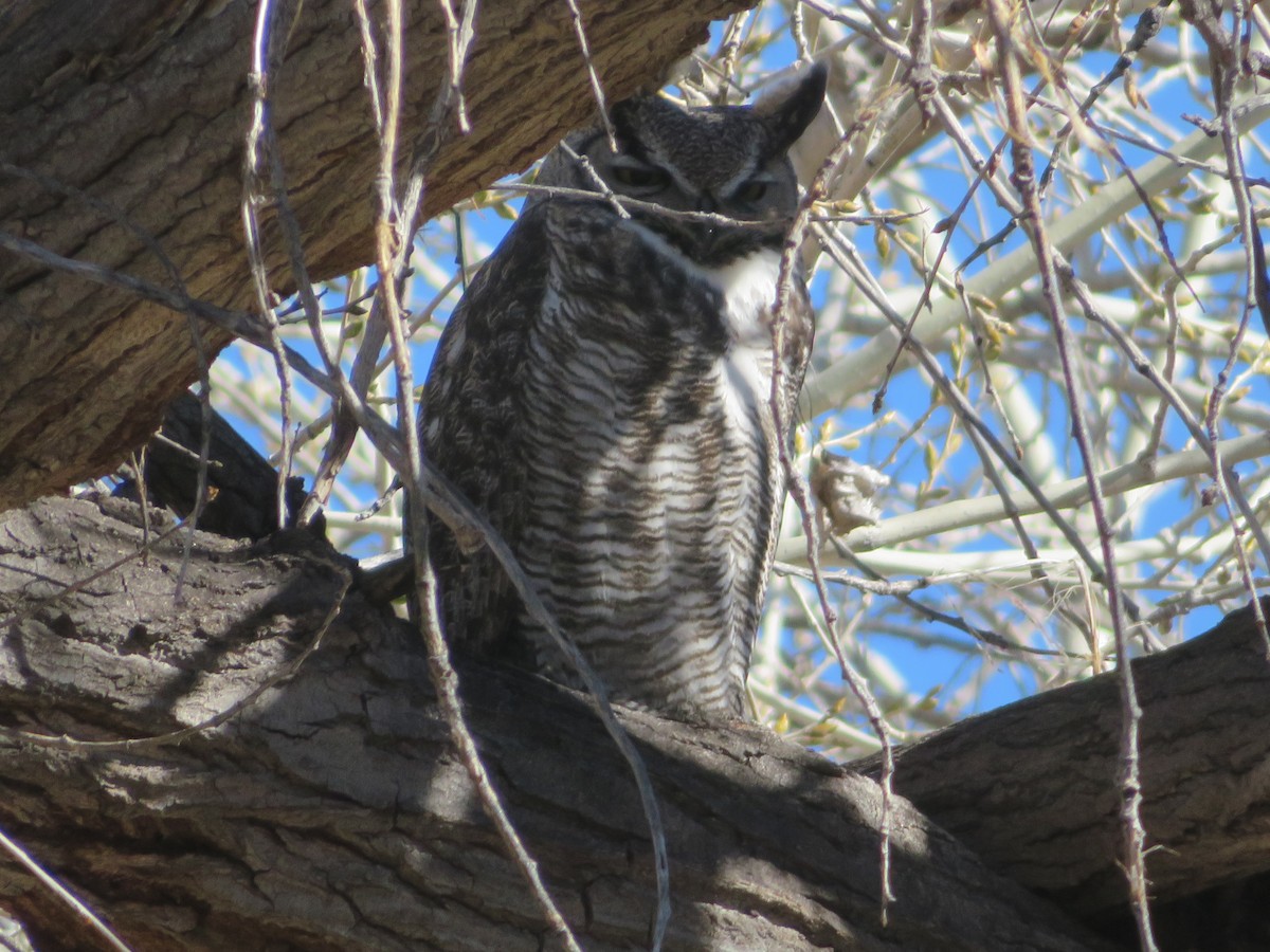 Great Horned Owl - ML532773891