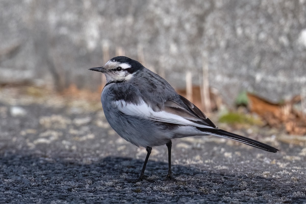 White Wagtail (Black-backed) - ML532774281